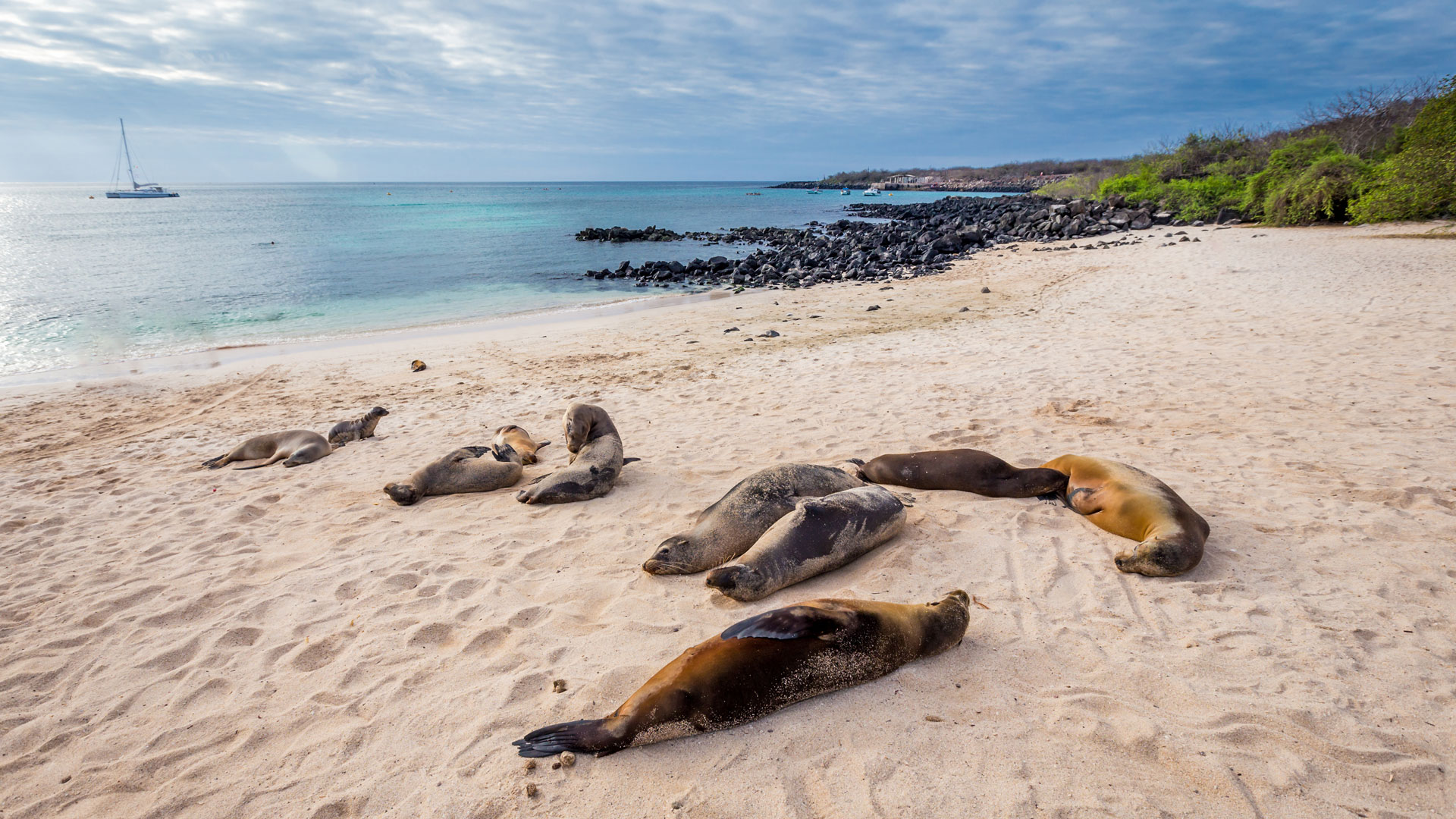 desktop_galapagos